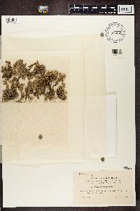 Stereocaulon paschale image