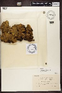 Peltigera scabrosa image