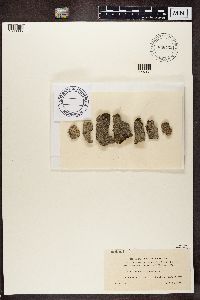 Lecanactis abietina image