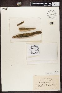 Chaenotheca brachypoda image