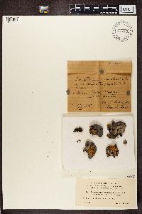 Dermatocarpon miniatum image