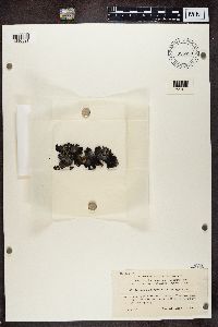 Image of Gyrophora fuliginosa