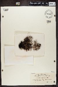 Alectoria nigricans image