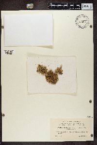 Ramalina farinacea image