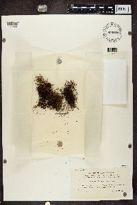 Coelocaulon divergens image