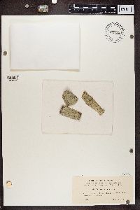 Pertusaria alpina image