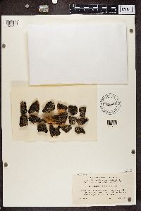 Rinodina colobina image