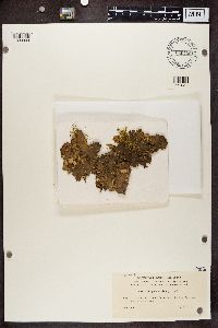 Peltigera canina image