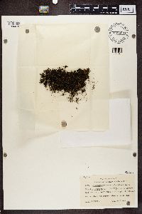 Thumbnail image of current specimen