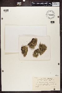 Cladonia uncialis image