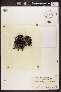 Cladonia chlorophaea image