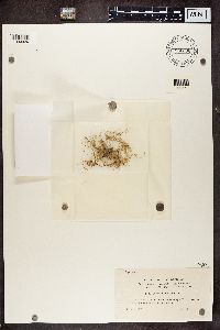 Usnea lapponica image