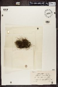 Bryoria fuscescens image