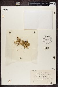 Ramalina pollinaria image