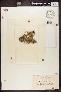 Stereocaulon tomentosum image