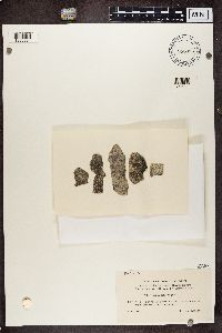Lecania dubitans image
