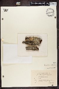 Lecanora subrugosa image