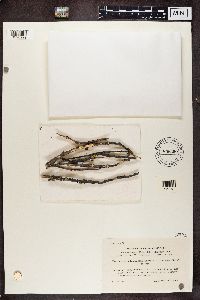 Lecanora fuscescens var. boligera image