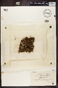 Peltigera didactyla image
