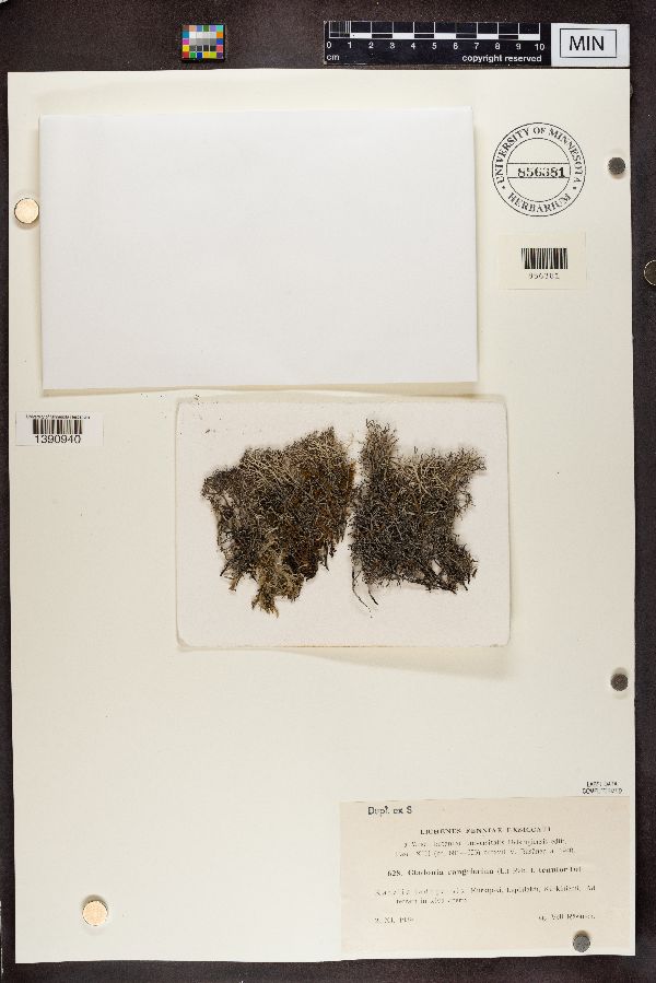 Cladonia rangiferina f. tenuior image