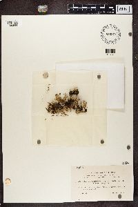 Cladonia coccifera image