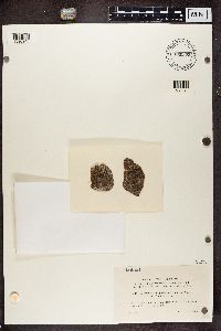 Lopadium disciforme image