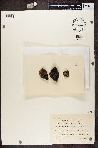 Rhizocarpon grande image