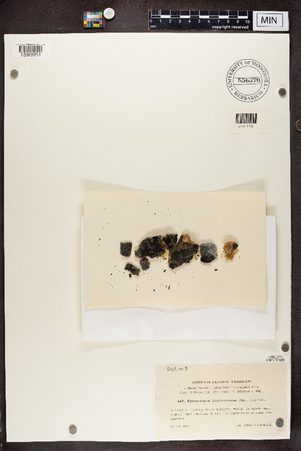 Rhizocarpon cinereovirens image