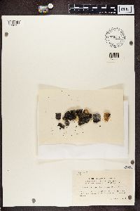 Image Associated With the Occurrence