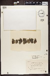 Cliostomum griffithii image