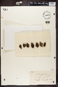 Micarea micrococca image