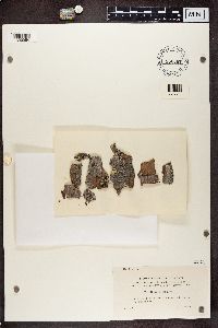thumbnail image of current specimen