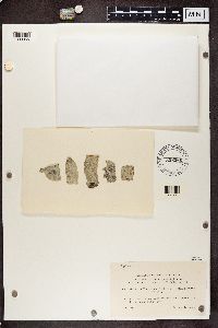 Biatora efflorescens image