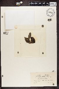 Arthonia radiata image