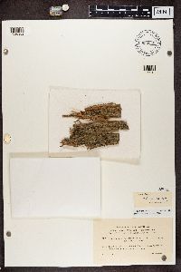 Chaenotheca trichialis image