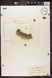 Arctoparmelia centrifuga image