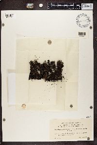 Parmelia omphalodes image