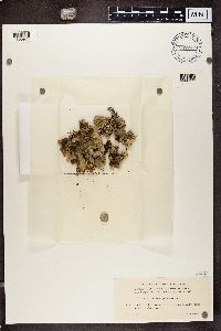 Platismatia glauca image