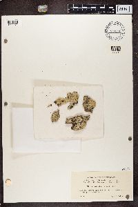 Imshaugia aleurites image