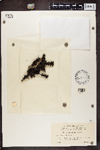 Tuckermanopsis chlorophylla image