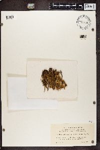 Cetraria hiascens var. delisei image