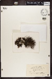 Bryoria furcellata image