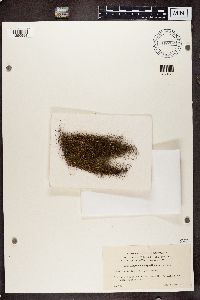 Bryoria chalybeiformis image