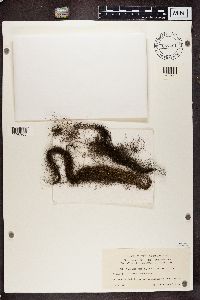 Bryoria fuscescens image