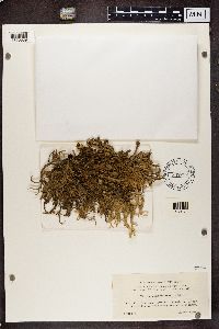 Ramalina fraxinea image