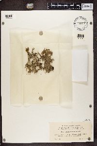 Stereocaulon tomentosum image