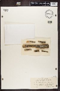 Lecanora coilocarpa image