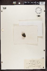 Aspicilia cinerea image