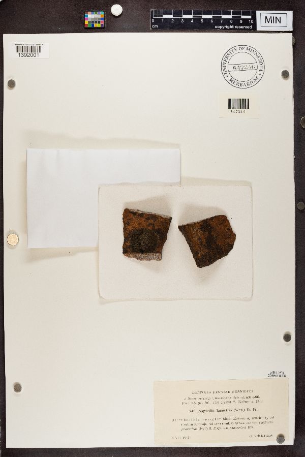 Ionaspis lacustris image