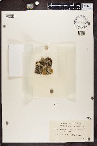 Physcia aipolia image